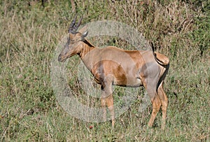 Common Tsessebe