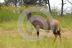 Common Tsessebe (Damaliscus lunatus)