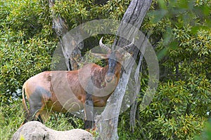 Common Tsessebe (Damaliscus lunatus)