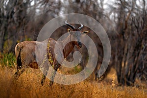 Common tsessebe, Damaliscus lunatus, detail portrait of big brown African mammal in nature habitat. Sassaby, in green vegetation,