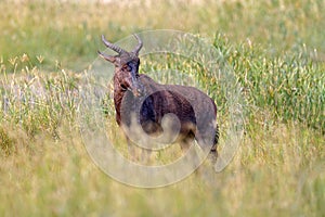 Common tsessebe, Damaliscus lunatus, detail portrait of big brown African mammal in nature habitat. Sassaby, in green vegetation,