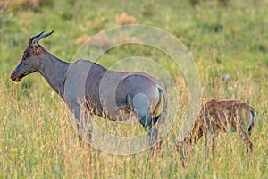 Common tsessebe  Damaliscus lunatus lunatus with a newborn baby, Pilanesberg National Park, South Africa.