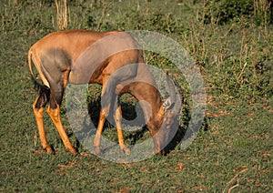 Common tsessebe on a grass field in Masai Mara