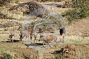 Common tsessebe in Kruger National park