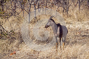 Common tsessebe in Kruger National park, South Africa ;