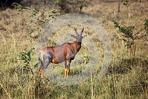 The common tsessebe or sassaby Damaliscus lunatus lunatus standing in the bush