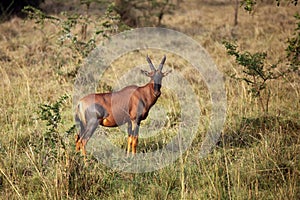 The common tsessebe or sassaby Damaliscus lunatus lunatus standing in the savanna. A large colorful African antelope in the