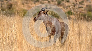 Common tsessebe in tall, dry grass