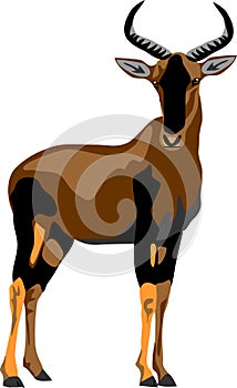 Common Tsessebe Topi Buck