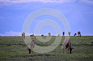 Common tsessebe, topi looking eat grass in the savannah in Masai Mara National Park, Kenya, Africa