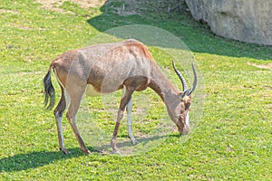Common tsessebe, topi, sassaby or tiang and antelope eland