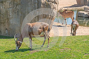 Common tsessebe, topi, sassaby or tiang and antelope eland