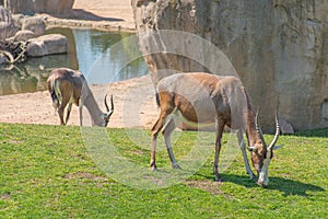 Common tsessebe, topi, sassaby or tiang and antelope eland