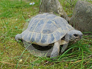 Common turtle, mediterranean spur thighed tortoise walking on the grass, close up.