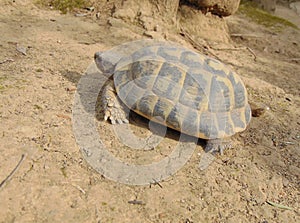 Common turtle, mediterranean spur thighed tortoise walking on the ground, close up.