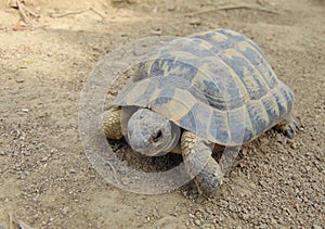 Common turtle, mediterranean spur thighed tortoise walking on the ground, close up.