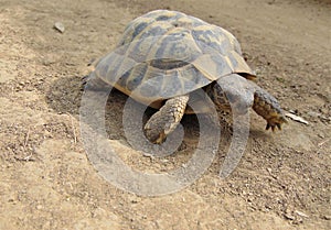 Common turtle, mediterranean spur thighed tortoise walking on the ground on a sunny day