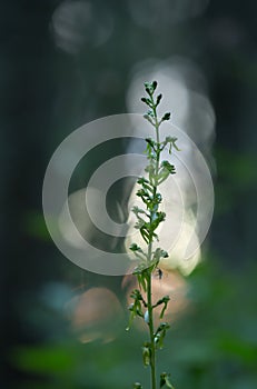 Common twayblade, Neottia ovata in twilight