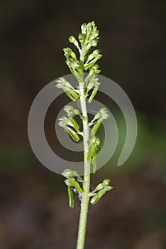 Common Twayblade Orchid