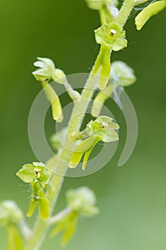 Common Twayblade orchid - Neottia ovata