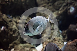 common two banded sea bream or Diplodus vulgaris