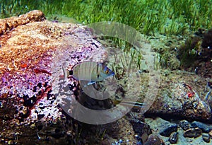 Common two-banded seabream - Diplodus vulgaris