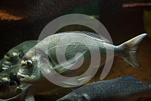 Common two-banded seabream Diplodus vulgaris