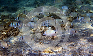 Common two-banded seabream - Diplodus vulgaris