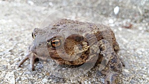 Common UK toad