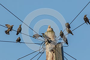 Common urban bird pests. Pigeon and starlings on telegraph pole