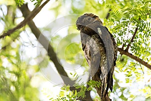 Common urutau Potoo Nyctibius griseus owl.