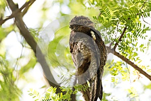 Common urutau Potoo Nyctibius griseus owl.