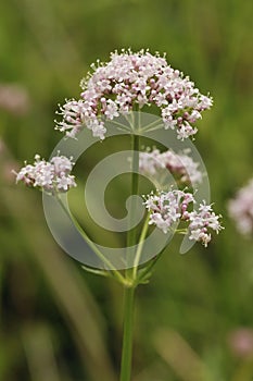 Common Valerian - Valeriana officinalis