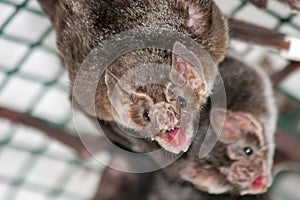 Common vampire bat