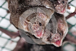 Common vampire bat