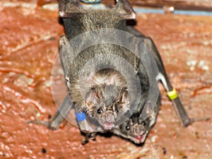 Common vampire bat (Desmodus rotundus)
