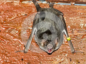 Common vampire bat (Desmodus rotundus)