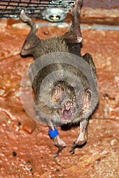 Common vampire bat (Desmodus rotundus) photo