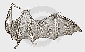 Common vampire bat, desmodus rotundus hanging at a branch and spreading one wing, in front view photo