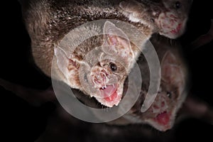 Common vampire bats (Desmodus rotundus)