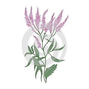 Common verbena flowers isolated on white background. Detailed drawing of wild perennial flowering herb used as medicinal