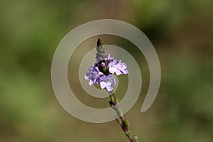 Common Verbena (Verbena officinalis)