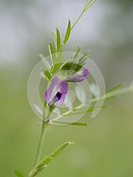 Common vetch flower detail, defocussed background. Spring wild flower. Vicia sativa.