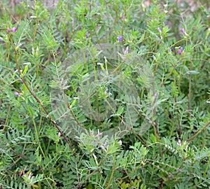 Common Vetch plants and blooms