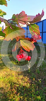 Common viburnum, or red viburnum (lat. Vibúrnum ópulus). viburnum berries close-up. autumn time