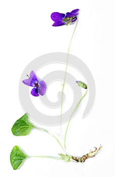 Common Violet (Viola odorata)