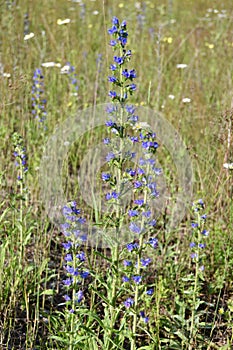 Common Viper\'s Bugloss (Echium vulgare) in bloom at Springwater photo