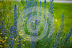 The common viper's bugloss (Echium vulgare) on a wildflower meadow