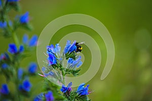 The common viper's bugloss (Echium vulgare) on a wildflower meadow