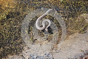 The common viper Vipera berus, a species of poisonous snakes of the genus of real vipers, swims in a water body on a summer day.